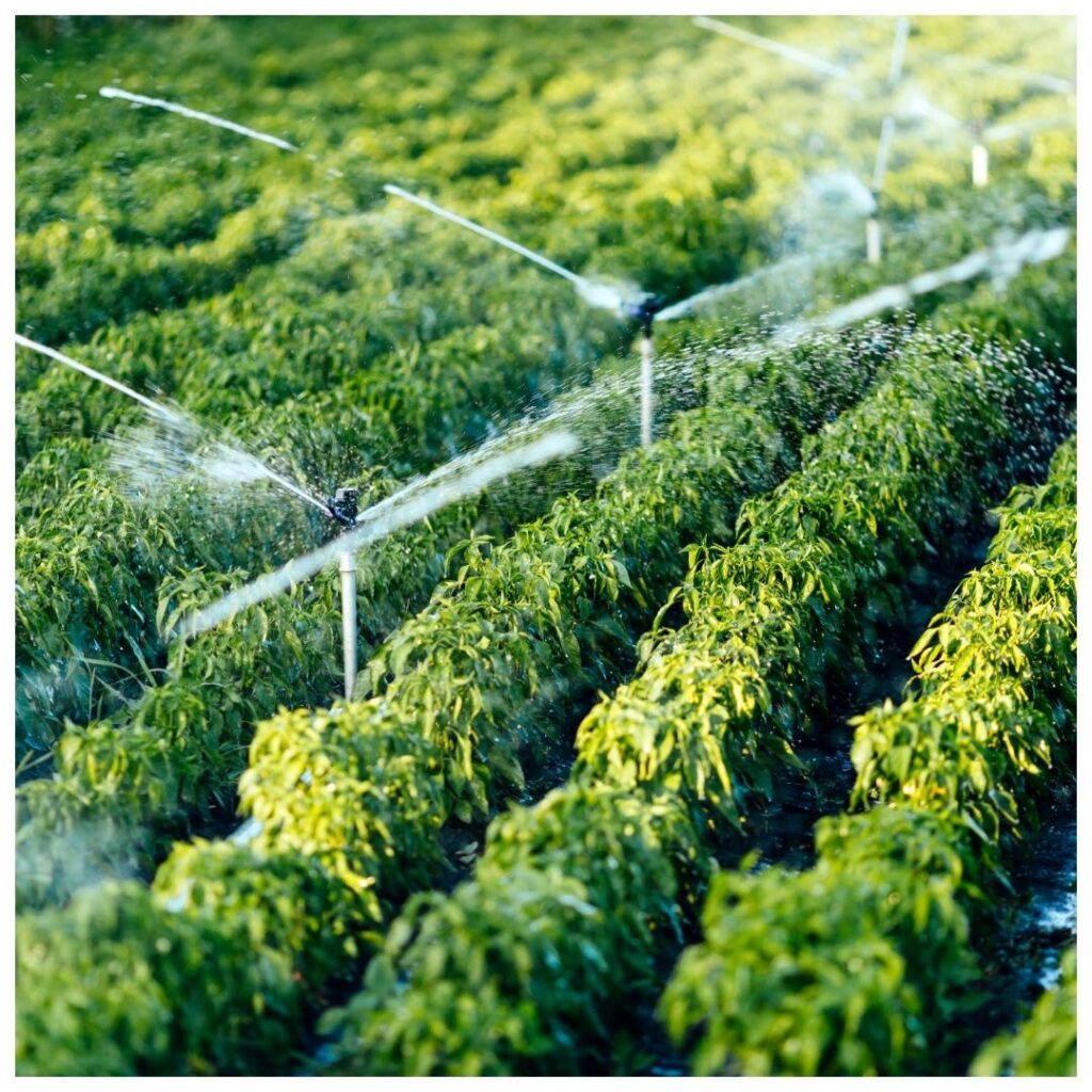 irrigation