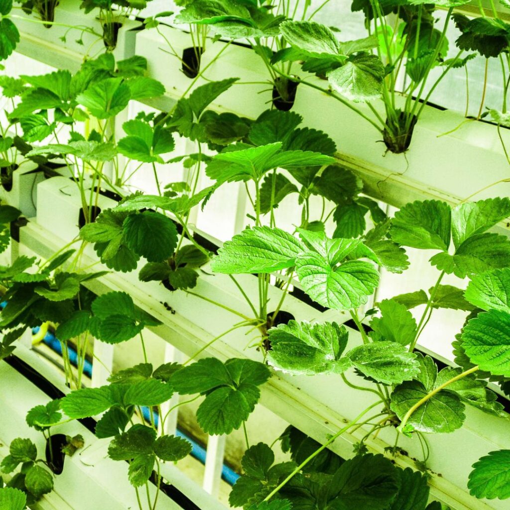 Hydroponics